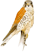 falcon