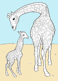 giraffes