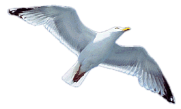 Jonathan Livingston Seagull