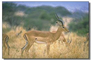 African Impala