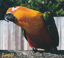 Weighed My Sun Conure Today  Best in Flock - A Parrot Blog